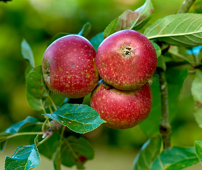 Buy stock photo Apples, tree and agriculture in closeup for growth, orchard or outdoor with food production for nutrition. Red fruits, leaves and sustainability farming in countryside, environment or crops in China