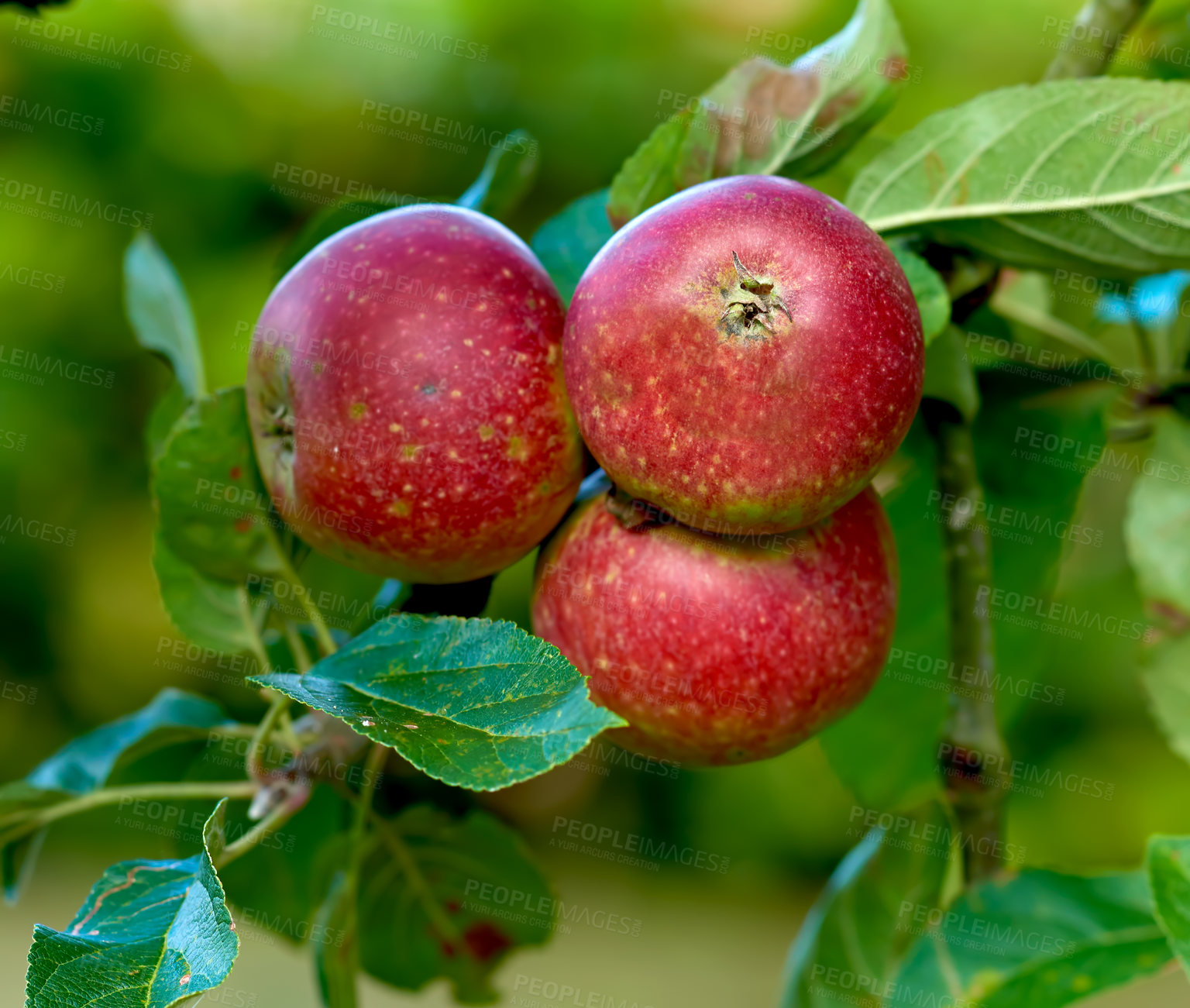 Buy stock photo Apples, tree and agriculture in closeup for growth, orchard or outdoor with food production for nutrition. Red fruits, leaves and sustainability farming in countryside, environment or crops in China