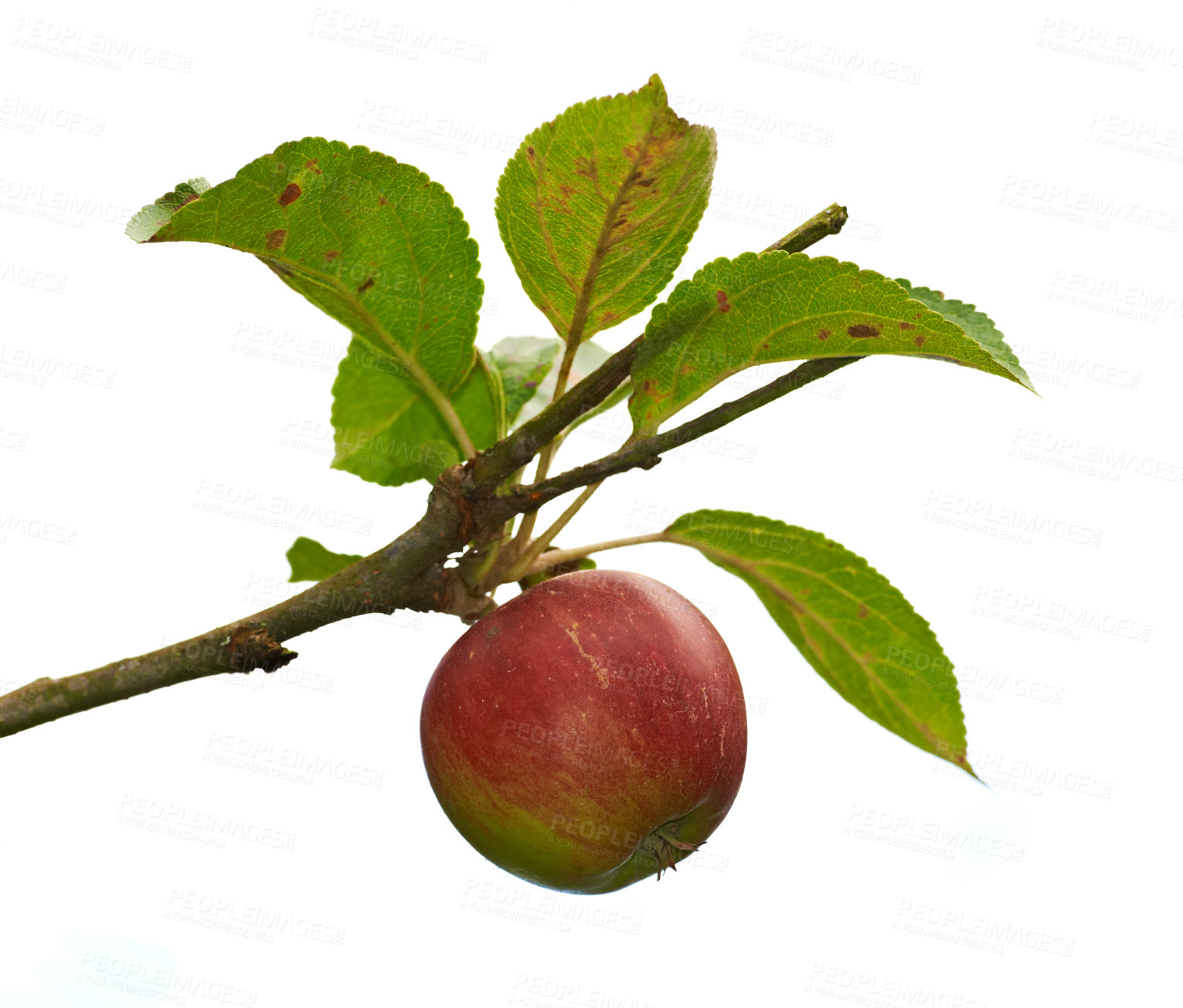 Buy stock photo Fresh apples in natural setting - on white background