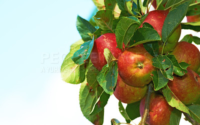 Buy stock photo Fresh apples in natural setting - on white background