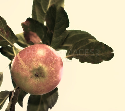 Buy stock photo Apple, closeup and fruit on tree by background for agriculture, growth or plant harvest for health. Fresh, organic food or leaf branch for natural production, sustainability and farming at plantation