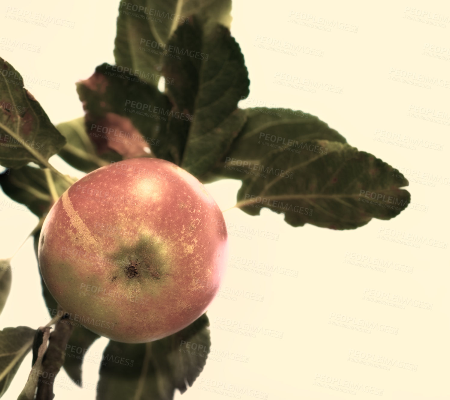 Buy stock photo Apple, closeup and fruit on tree by background for agriculture, growth or plant harvest for health. Fresh, organic food or leaf branch for natural production, sustainability and farming at plantation