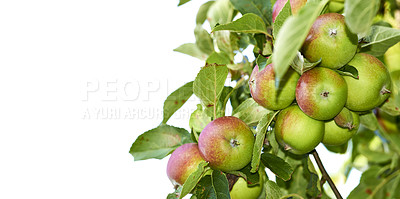 Buy stock photo Natural, apple and food on tree background for agriculture, growth and harvest isolated on white studio. Organic fruit, green leaf or branch for healthy diet, nutrition or sustainable on mockup space