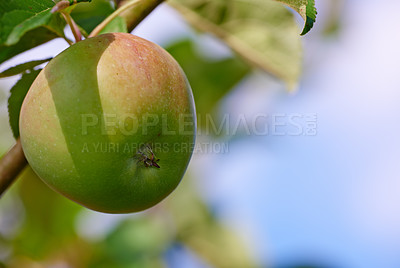 Buy stock photo Food production, branch and apple in farm for harvest in outdoor for nutrition, health and organic in Virginia. Fruit, green and environmental with sustainability, tree and plantation in agriculture