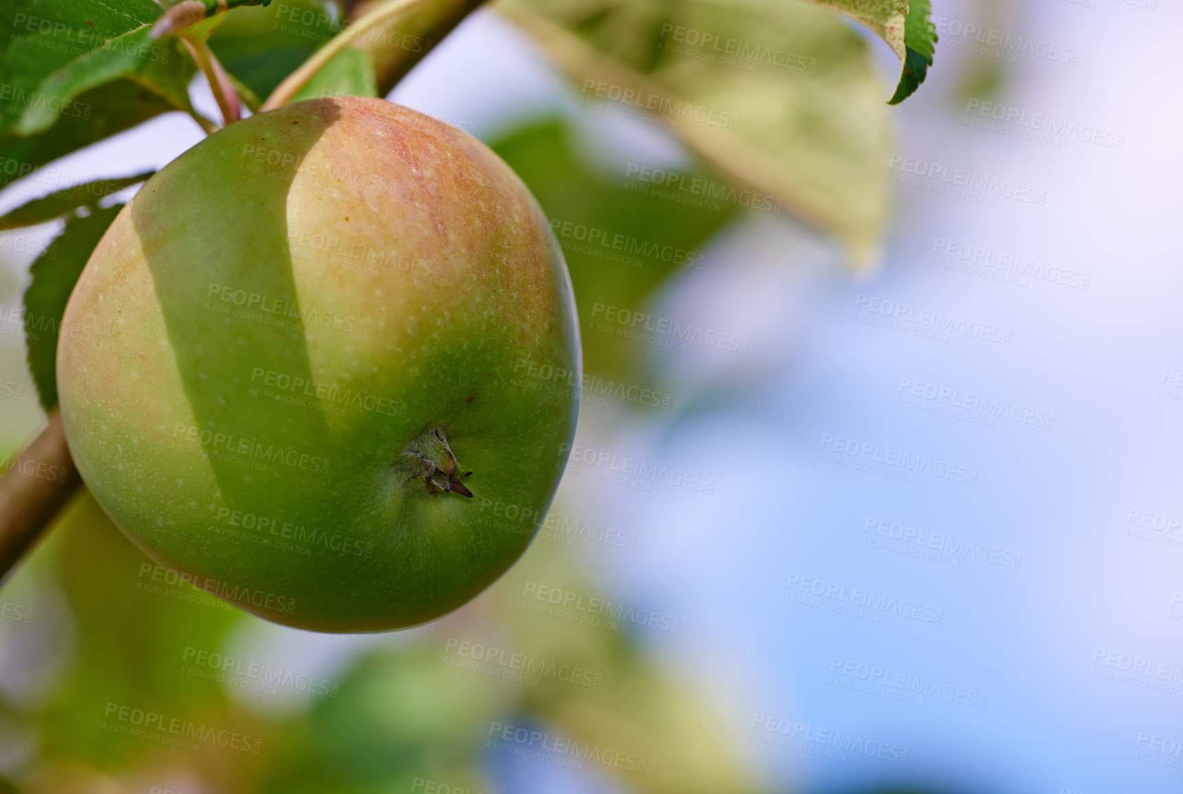 Buy stock photo Food production, branch and apple in farm for harvest in outdoor for nutrition, health and organic in Virginia. Fruit, green and environmental with sustainability, tree and plantation in agriculture