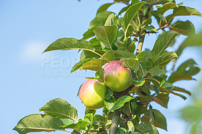 Buy stock photo Agriculture, fruit and apple in farm for harvest in outdoor for nutrition, health and organic in Virginia. Leaves, green and environmental with sustainability, tree and plantation for food production