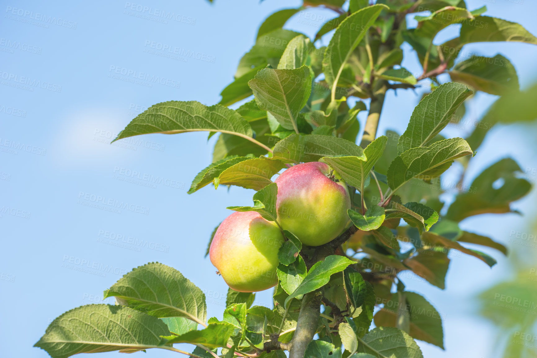 Buy stock photo Agriculture, fruit and apple in farm for harvest in outdoor for nutrition, health and organic in Virginia. Leaves, green and environmental with sustainability, tree and plantation for food production