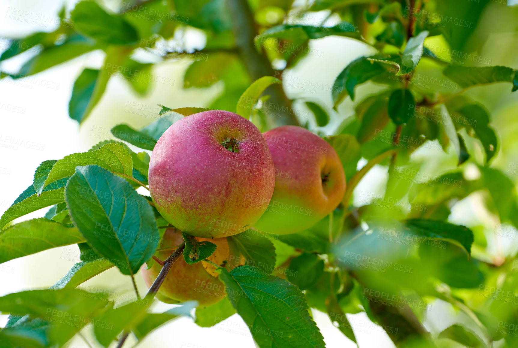 Buy stock photo Apples, tree and agriculture in summer for growth, orchard or outdoor with food production for nutrition. Red fruits, nature and sustainability farming in countryside, environment or crops in China