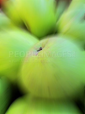 Buy stock photo Closeup, green apple and food on background with blur, motion and vegan wellness. Fresh fruit, organic and sweet dessert for healthy diet, nutrition and natural vitamin c benefits with antioxidants