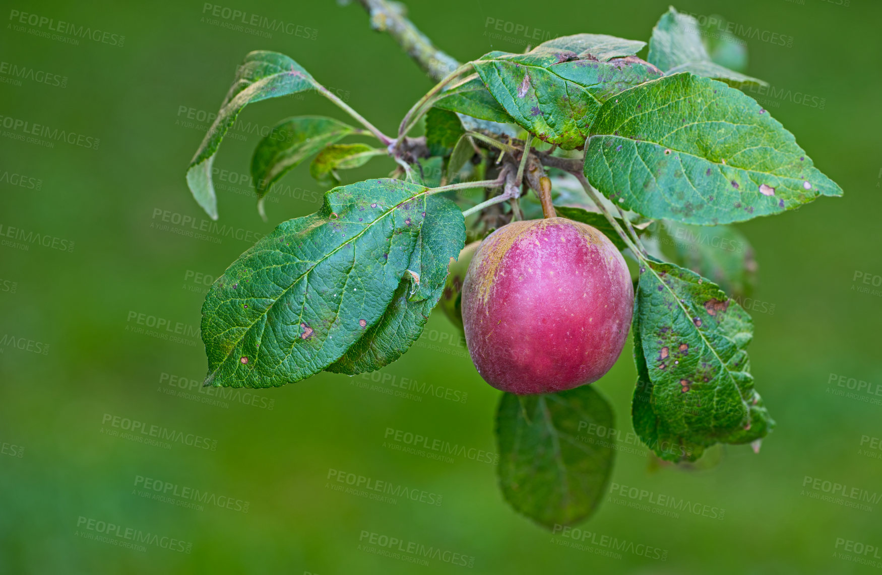 Buy stock photo Red apple, fruit and tree outdoor closeup for agriculture, growth and farming for production at orchard. Natural, fresh and organic food on leaf branch at plantation for sustainability and nutrition