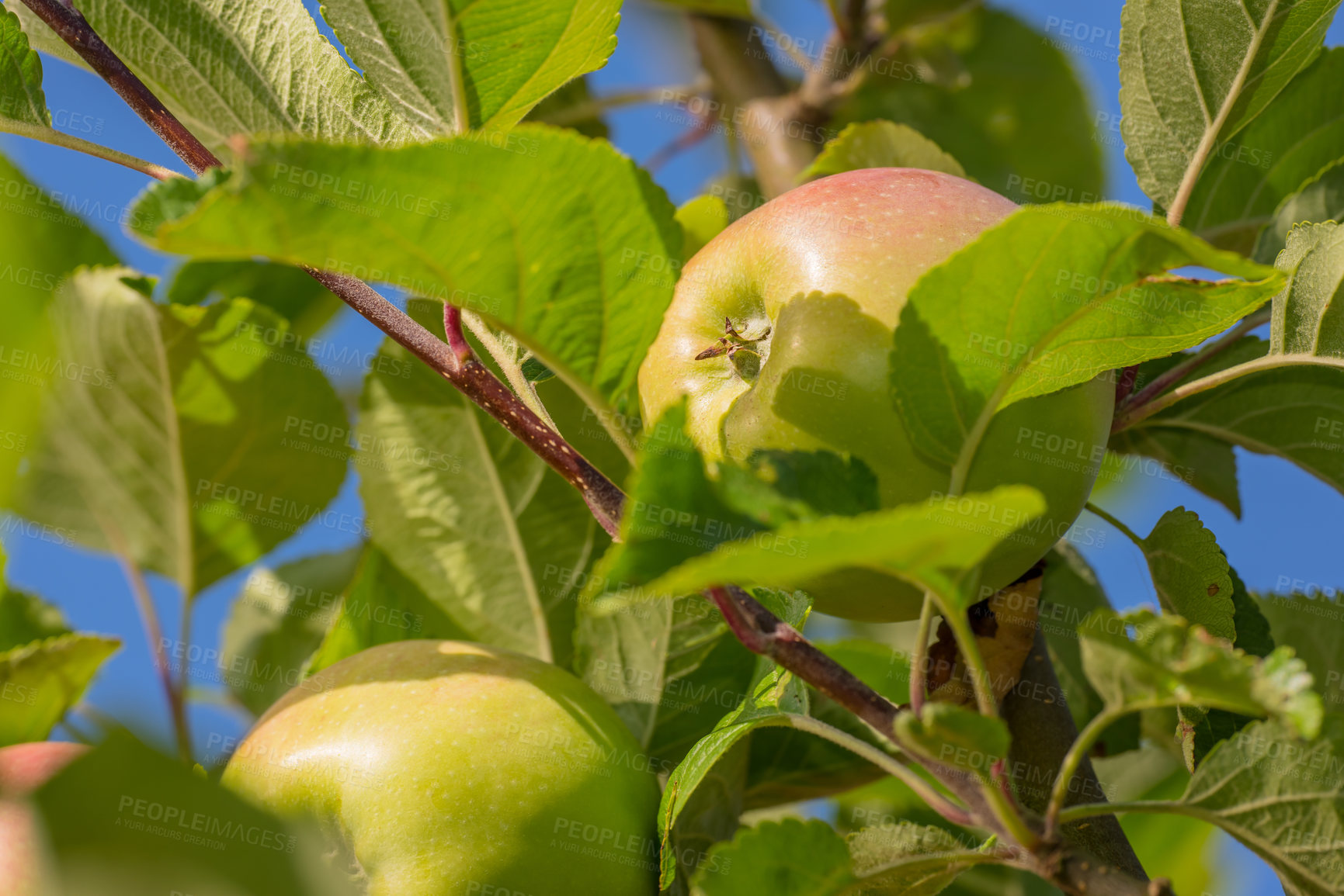 Buy stock photo Farming, branch and apple in outdoor for harvest in nature for nutrition, health and organic in Virginia. Fruit, green and environmental with sustainability, tree and plantation for food production