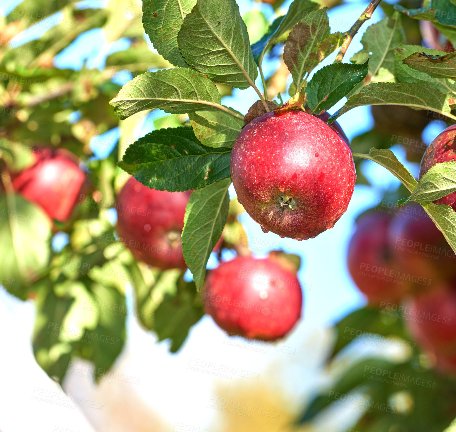 Buy stock photo 
Fresh apples in natural setting - on white background