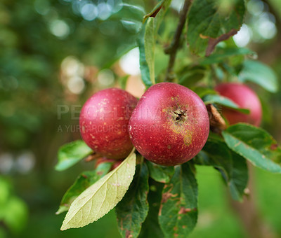 Buy stock photo Red apples, trees and closeup for farming, orchard and agriculture with food production for nutrition. Fruits, growth and leaves with sustainability in countryside, environment and nature in China