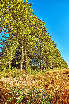 Buy stock photo Tree row, blue sky and autumn with ecology in park or garden, nature and landscape with environment outdoor. Plants, woods and season with scenic view, foliage and wheat with fall and background