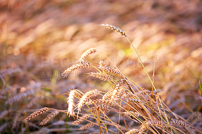 Buy stock photo Nature photo of tree in autumn