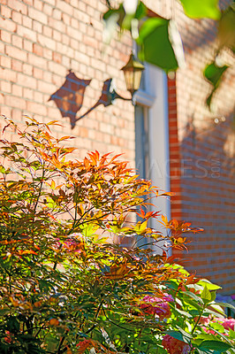 Buy stock photo Closeup of a colorful tree during autumn. Bright orange, yellow and green plants growing outside a red brick wall building. Pink autumn flowers blooming in a garden in the afternoon sunlight