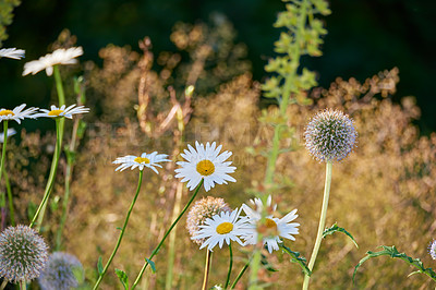 Buy stock photo Plants, dandelions and autumn with ecology in park or garden, nature and landscape with environment outdoor. Forest, shrub and season with scenic view, foliage and leaves with flower and background