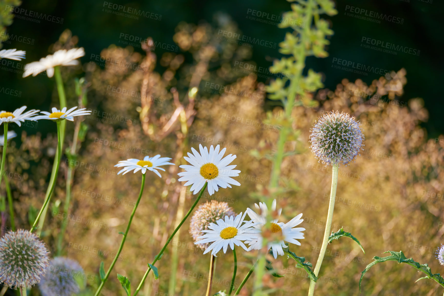 Buy stock photo Plants, dandelions and autumn with ecology in park or garden, nature and landscape with environment outdoor. Forest, shrub and season with scenic view, foliage and leaves with flower and background