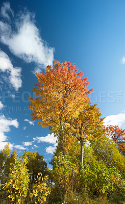 Buy stock photo Tree, blue sky and autumn with ecology in park or garden, nature and landscape with environment outdoor. Forest, woods and season with scenic view, foliage and leaves with color and background