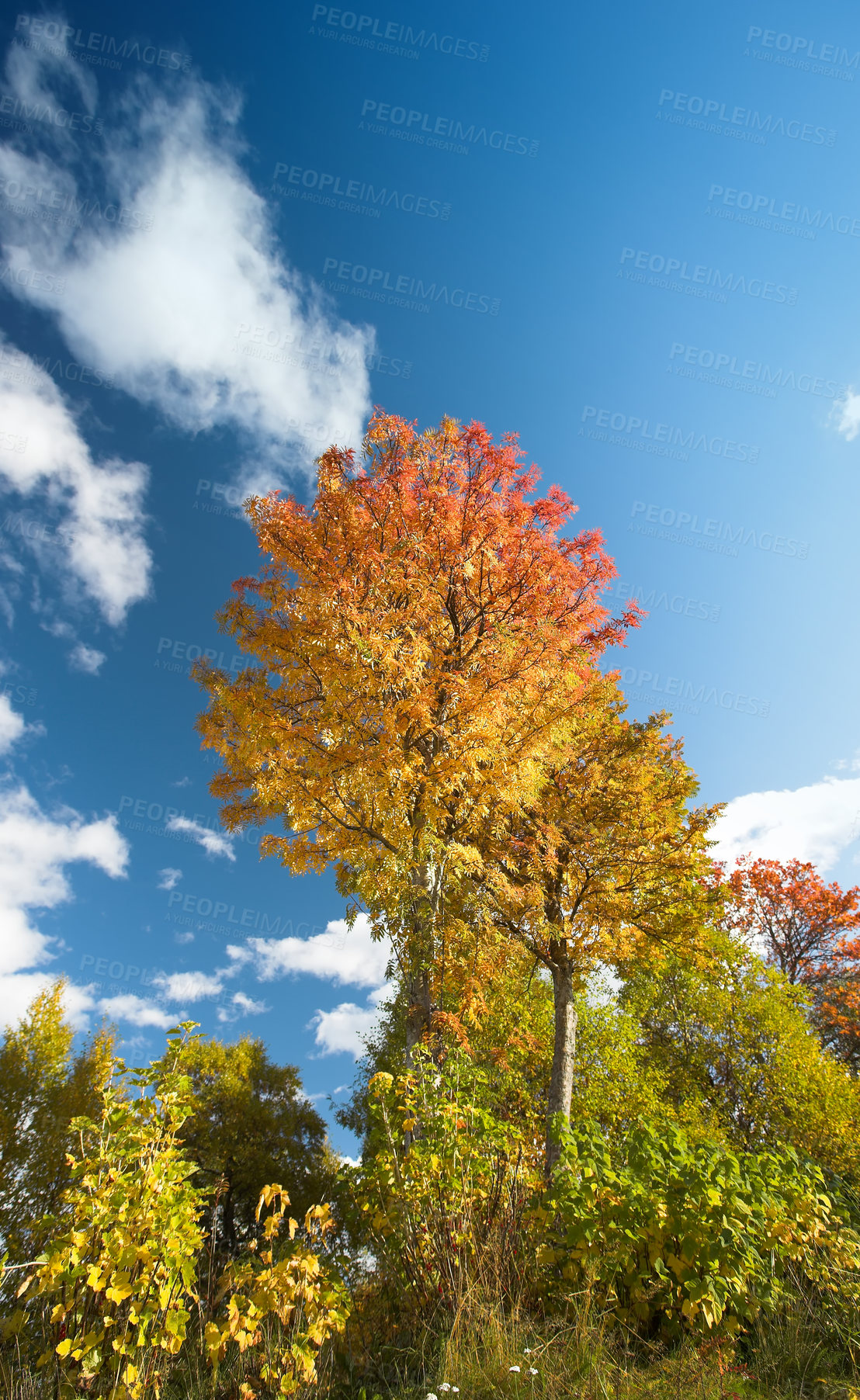 Buy stock photo Tree, blue sky and autumn with ecology in park or garden, nature and landscape with environment outdoor. Forest, woods and season with scenic view, foliage and leaves with color and background