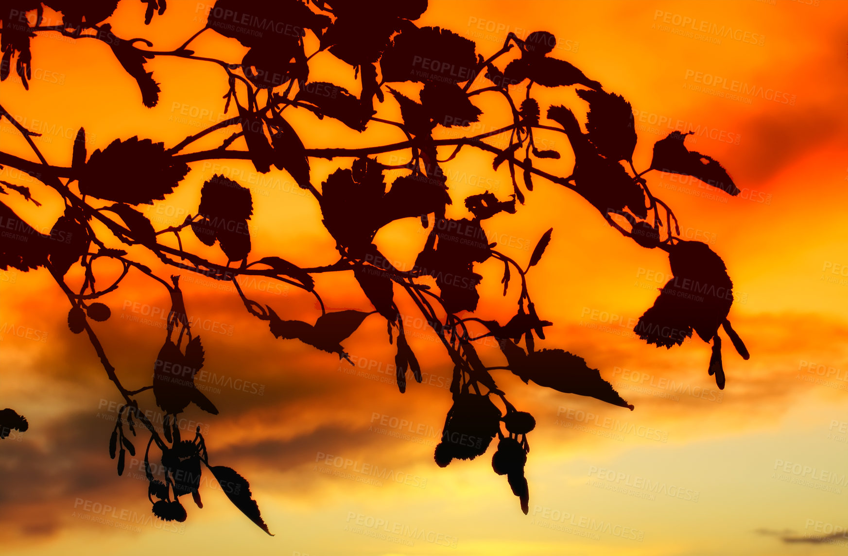 Buy stock photo Nature photo of tree in autumn