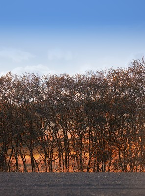 Buy stock photo Nature photo of tree in autumn