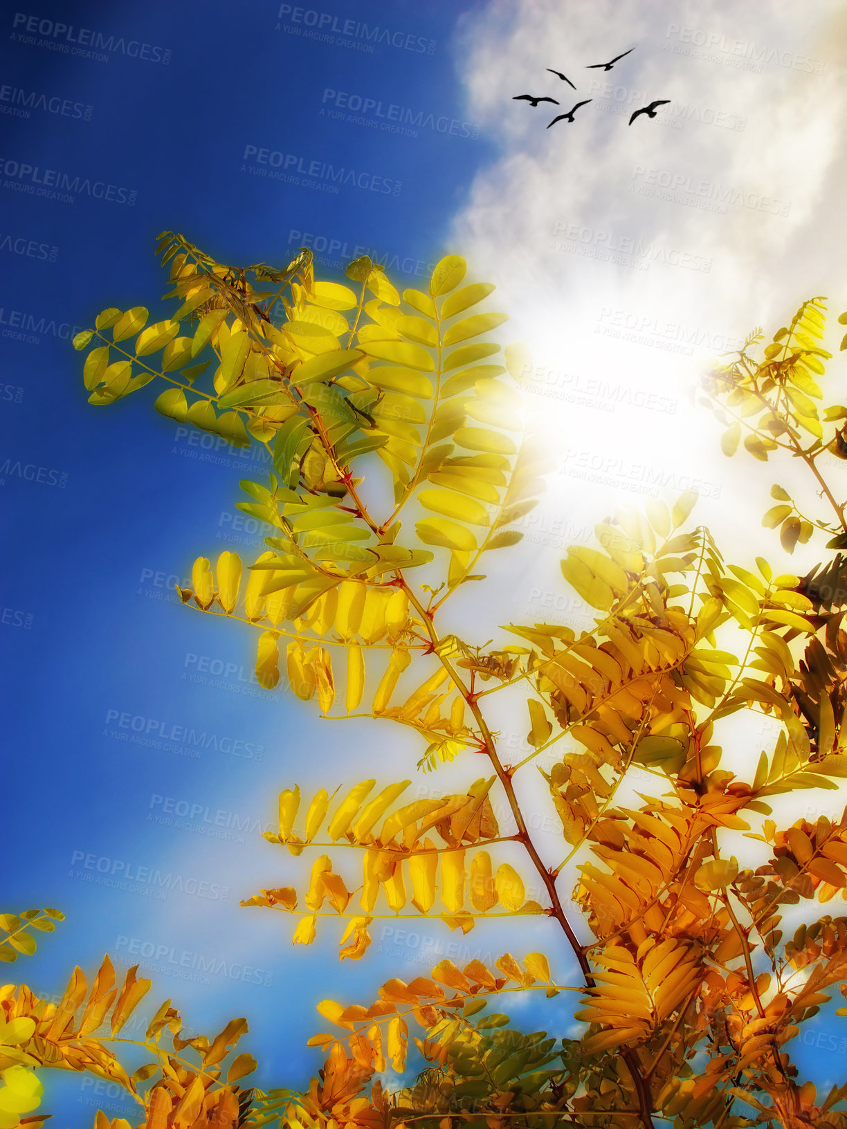 Buy stock photo Leaves, blue sky and autumn with season in park or garden, nature and landscape with environment outdoor. Forest, woods and ecology with scenic view, foliage and tree with color and background