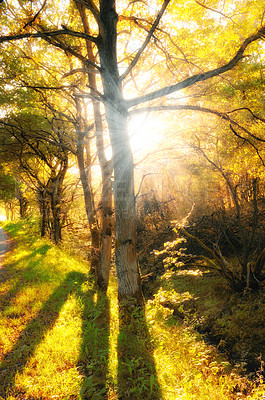 Buy stock photo Landscape, trees and sun in autumn with shine, glow and warm aesthetic for wallpaper. Forest, environment and sunshine in nature for background, ecology and light in woods in fall with texture