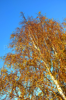 Buy stock photo Woods, blue sky and autumn with season in park or garden, nature and landscape with environment outdoor. Forest, tree and ecology with scenic view, foliage and leaves with color and background