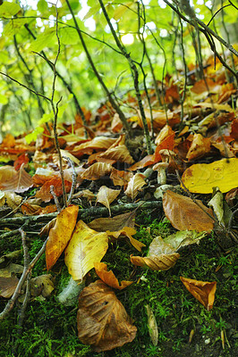 Buy stock photo Leaves, forest floor and autumn with season in park or garden, nature or landscape for environment outdoor. Plants, countryside and ecology for scenic view, foliage and woods with color or background