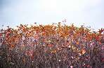 Tree in the fall