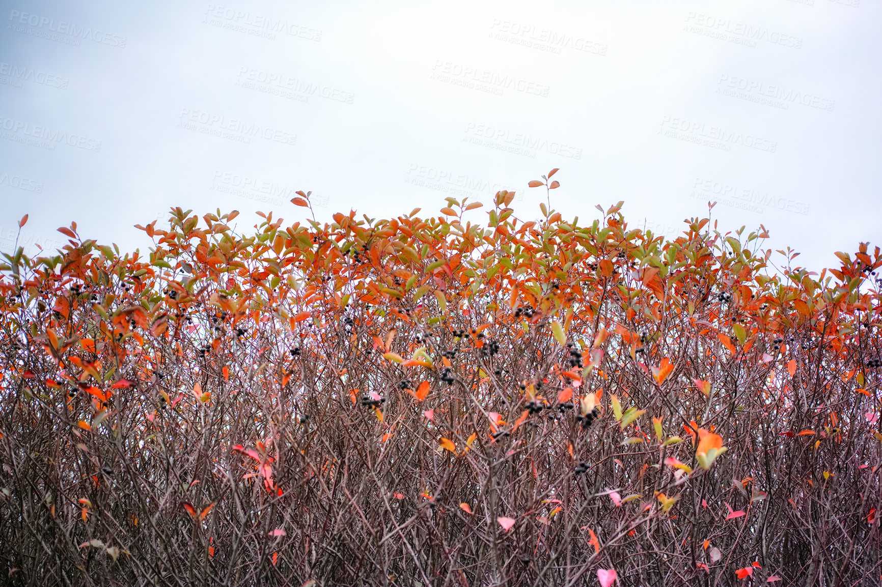 Buy stock photo Fall bush, blue sky and autumn with ecology in park or garden, nature and landscape with environment outdoor. Plants, shrub and season with scenic view, foliage and leaves with trees and background