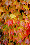 Tree in the fall