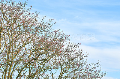 Buy stock photo Nature photo of tree in autumn