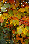 Tree in the fall