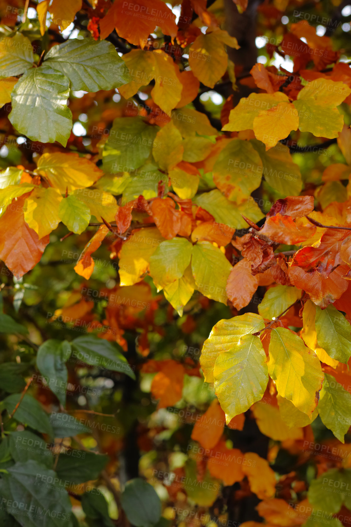 Buy stock photo Fall shrub, leaves and autumn with ecology in park or garden, nature and landscape with environment outdoor. Plants, bush and season with scenic view, foliage and color with woods and background