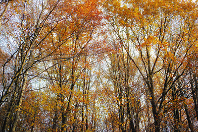 Buy stock photo Autumn, leaves and sunshine with trees in woods for eco friendly, environment or outdoor season. Wallpaper, low angle and colorful plants at countryside for Earth, sustainability or forest in Germany