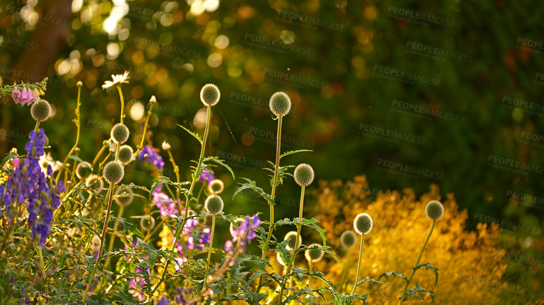 Buy stock photo A photo of the garden in late summer