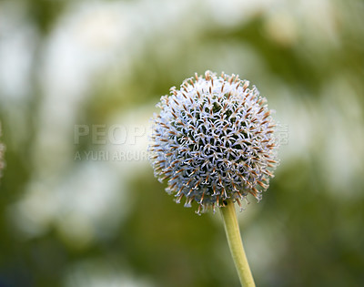 Buy stock photo Globe, thistle or flower growing in garden or outdoor environment with medicine plant or stem. Field, morning or echinops sphaerocephalus closeup blooming in nature, park or backyard in spring season