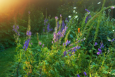 Buy stock photo Violet, plant or flower growing in field or outdoor environment with digestive medicine, lawn or herbs. Garden, sunrise and purple veronica spicata blooming in nature, park or meadow in spring season