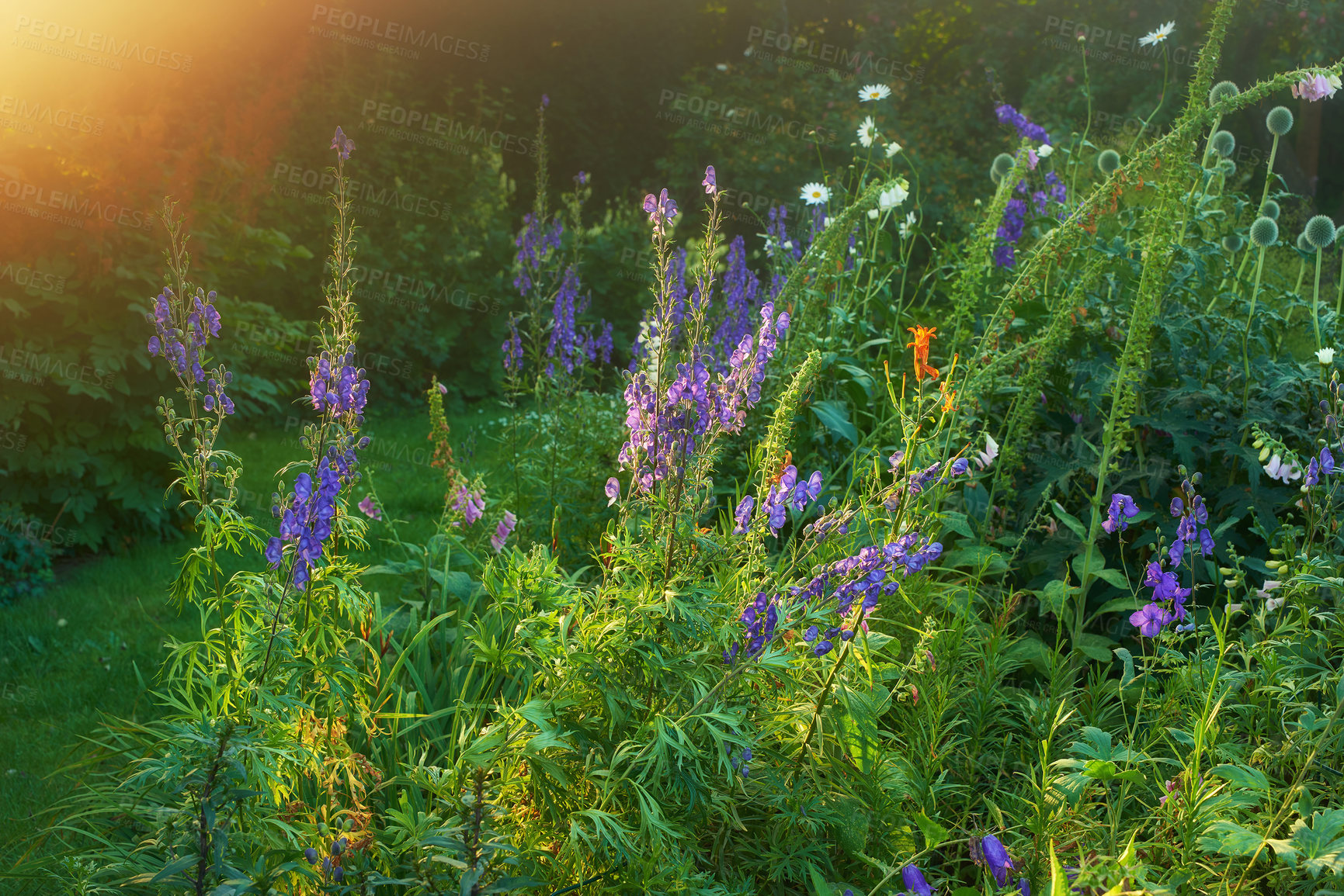 Buy stock photo Violet, plant or flower growing in field or outdoor environment with digestive medicine, lawn or herbs. Garden, sunrise and purple veronica spicata blooming in nature, park or meadow in spring season