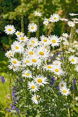 Buy stock photo Daisy, plants or flower growing in field or outdoor environment for digestive medicine, lawn or herbs. Garden, natural chamomile or bellis perennis blooming in nature, park or meadow in spring season