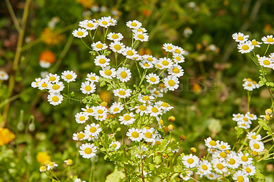 Buy stock photo Daisy, meadow or flowers growing in field or outdoor environment for digestive medicine, lawn or herbs. Garden, natural chamomile or bellis perennis blooming outside in nature, park or spring season