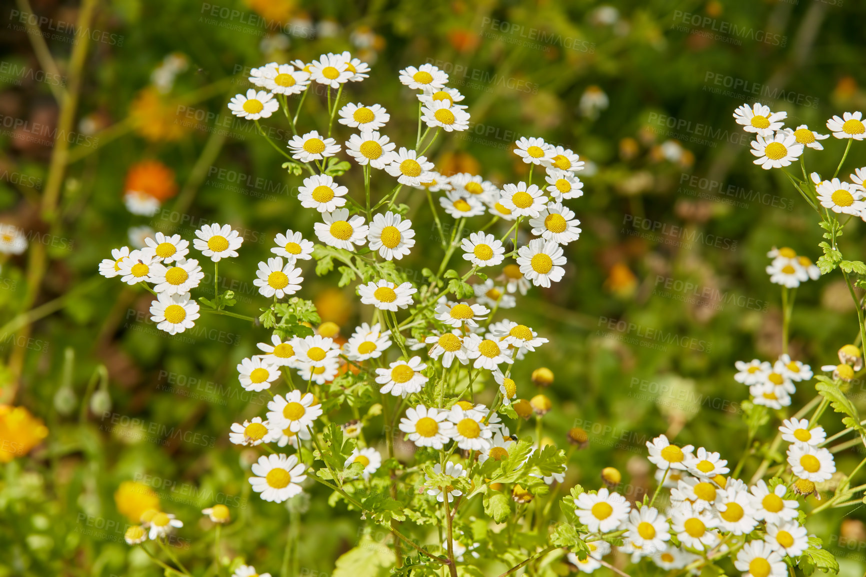 Buy stock photo Daisy, meadow or flowers growing in field or outdoor environment for digestive medicine, lawn or herbs. Garden, natural chamomile or bellis perennis blooming outside in nature, park or spring season