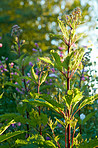 Late summer garden!