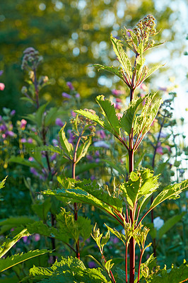 Buy stock photo A photo of the garden in late summer