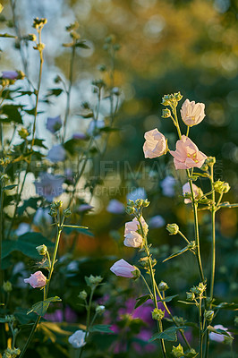 Buy stock photo Pink, morning or flowers growing in field outdoor environment with plant medicine, lawn or herbs. Garden, alcea rosea or hollyhock blooming outside in nature, park or meadow in summer or season