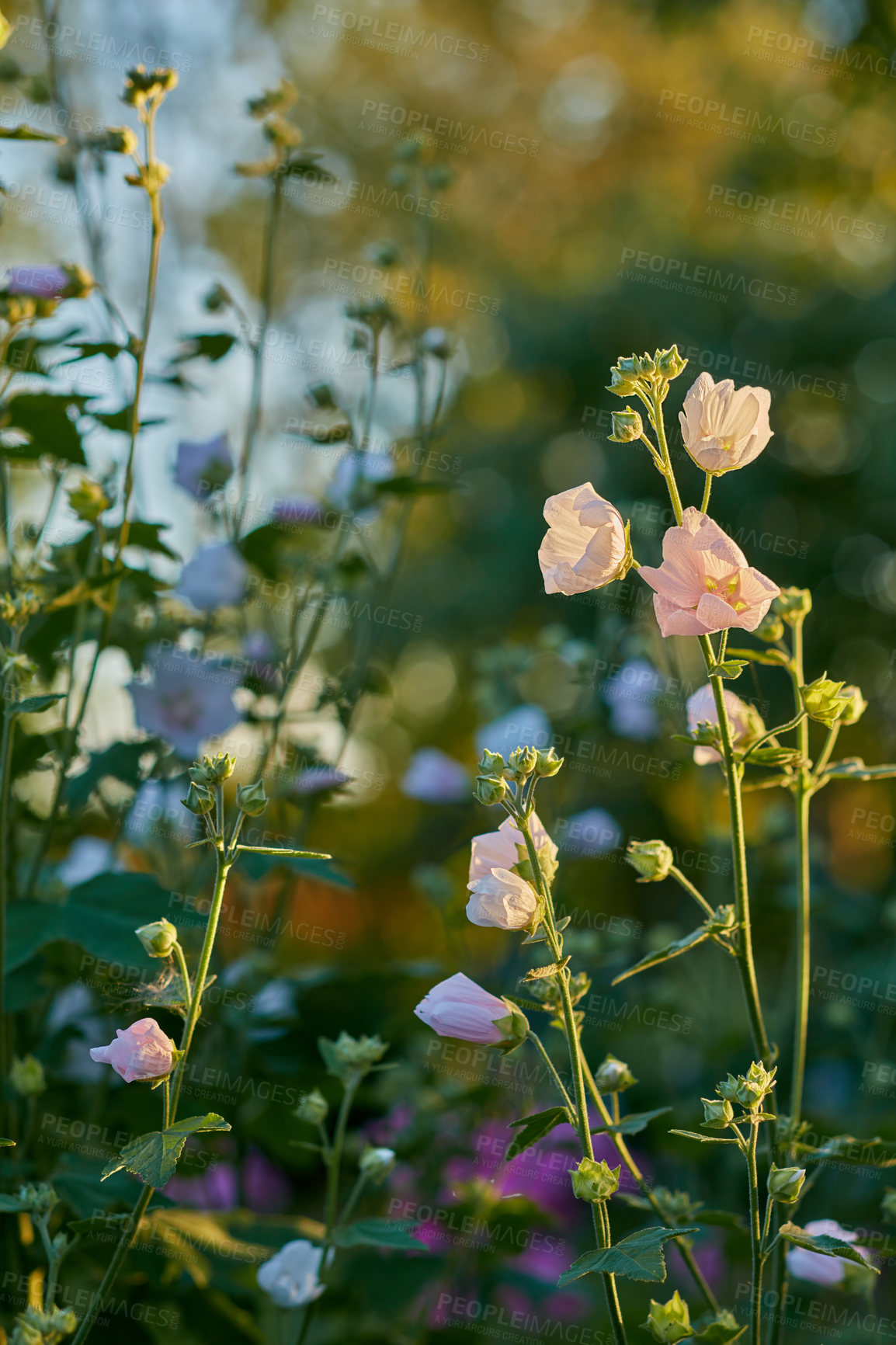 Buy stock photo Pink, morning or flowers growing in field outdoor environment with plant medicine, lawn or herbs. Garden, alcea rosea or hollyhock blooming outside in nature, park or meadow in summer or season