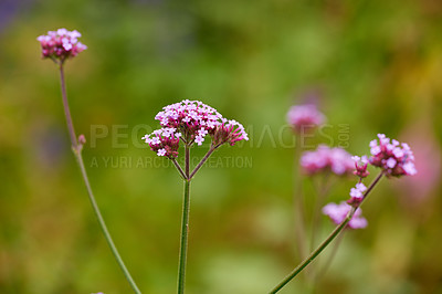 Buy stock photo Purpletop, vervain or flowers growing in field outdoor environment with natural plant or herbs. Garden, cluster or common verbana blooming outside in nature, park or meadow in summer or spring season