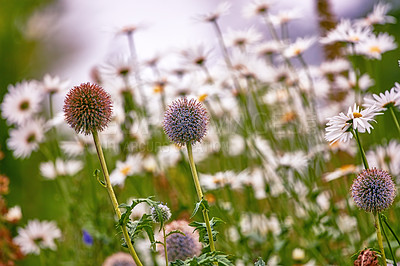 Buy stock photo A photo of the garden in late summer